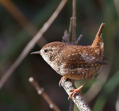 Winter Wren