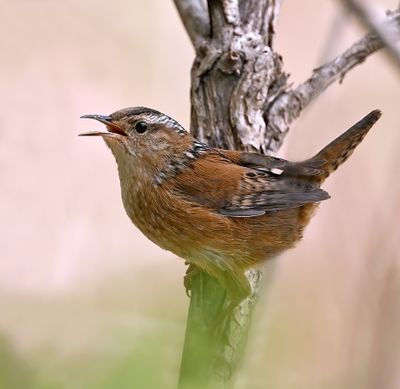 Marsh Wren