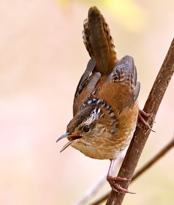 Marsh Wren