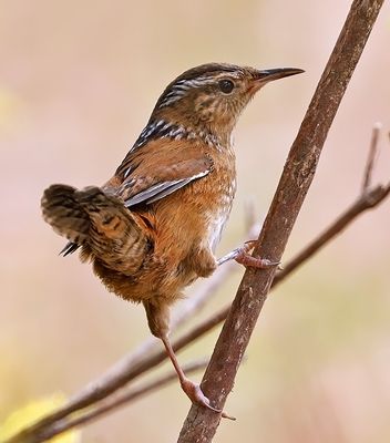 Marsh Wren