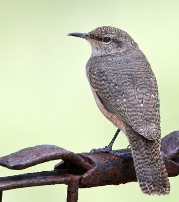 Rock Wren