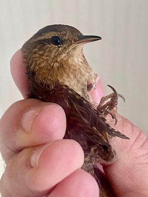 Winter Wren