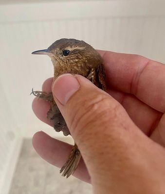 Winter Wren