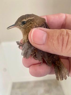 Winter Wren