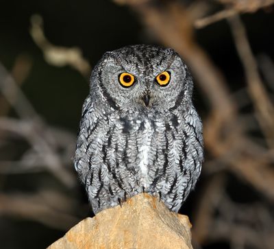 Western Screech-Owl