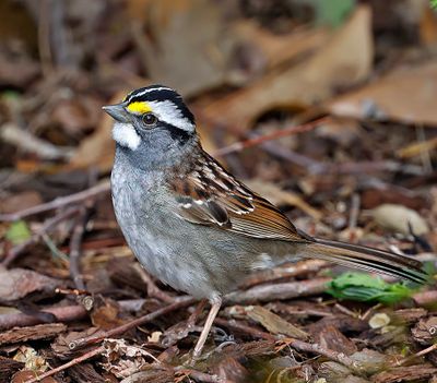 Towhees, Sparrows, Blackbirds, Orioles & Finches