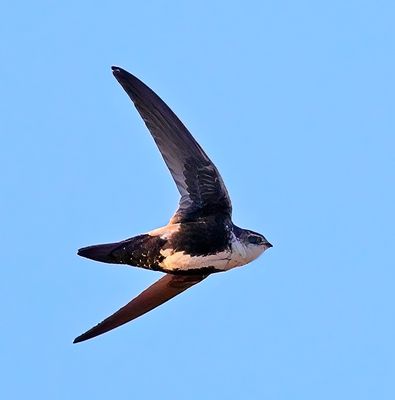 White-throated Swift