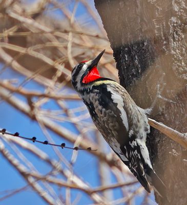 Yellow-bellied Sapsucker