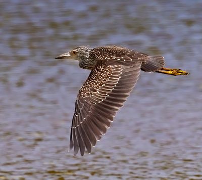 Yellow-crowned Night-heron