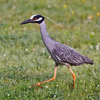 Yellow-crowned Night-heron