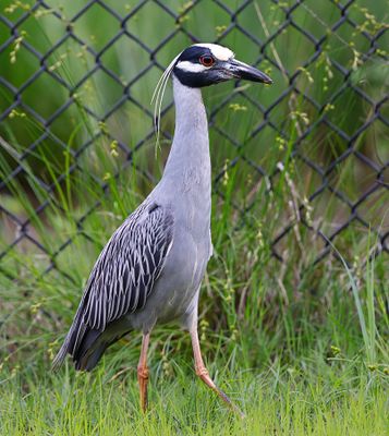 Yellow-crowned Night-heron