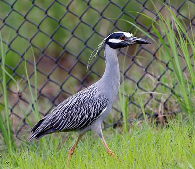 Yellow-crowned Night-heron