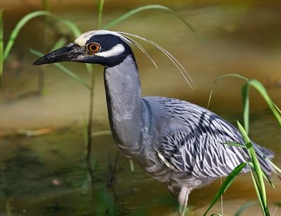 Yellow-crowned Night-heron