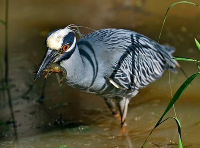 Yellow-crowned Night-heron
