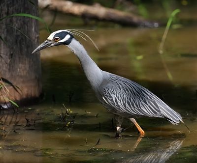 Yellow-crowned Night-heron
