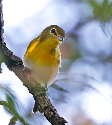 Yellow-throated Vireo