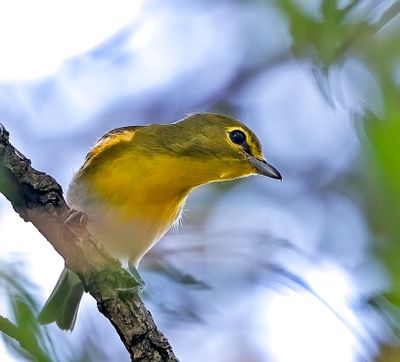 Yellow-throated Vireo
