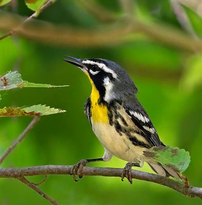 Yellow-throated Warbler