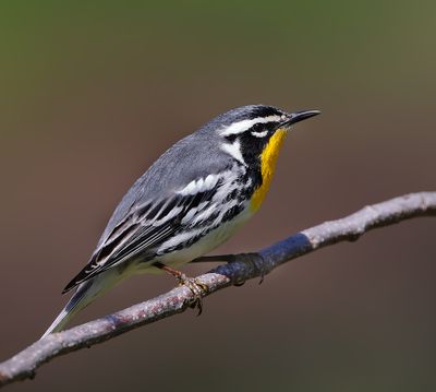 Yellow-throated Warbler