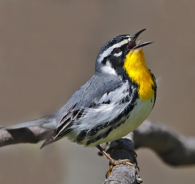 Yellow-throated Warbler