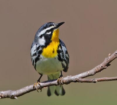 Yellow-throated Warbler