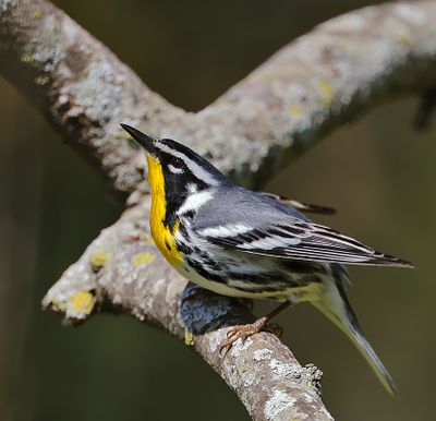 Yellow-throated Warbler