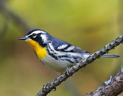 Yellow-throated Warbler