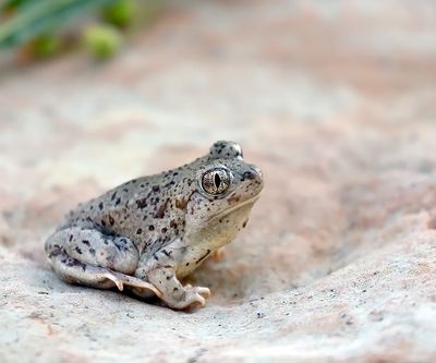 Frogs and Toads