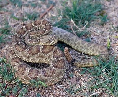 Prairie Rattlesnake