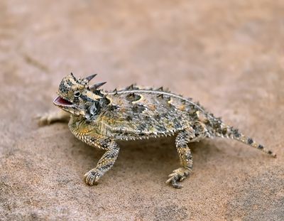 Texas Horned Lizard