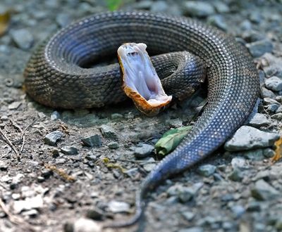 Western Cottonmouth