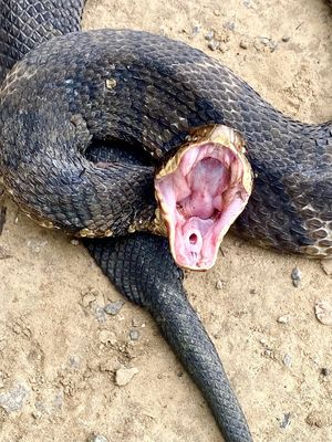 Western Cottonmouth