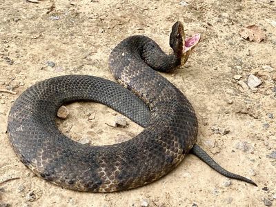 Western Cottonmouth