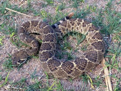 Western Diamondbacked Rattlesnake