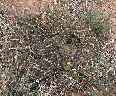 Western Diamondbacked Rattlesnake