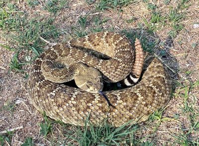 Western Diamondbacked Rattlesnake
