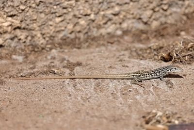 Lizards