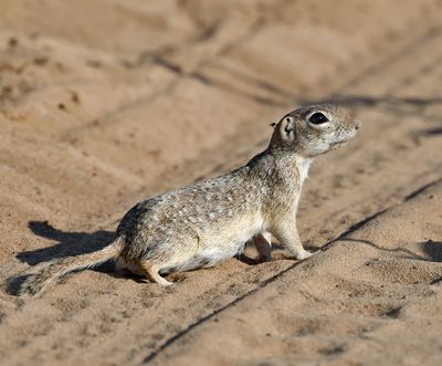 Spotted Ground Squirrel