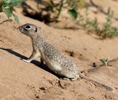 Spotted Ground Squirrel