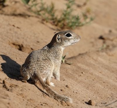 Spotted Ground Squirrel