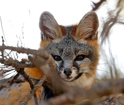 Gray Fox