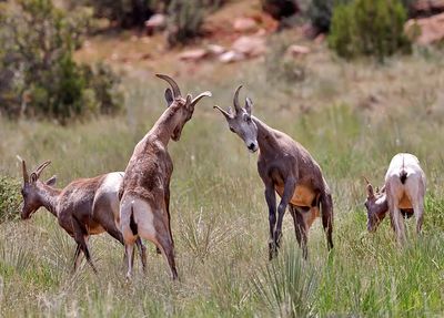 Bighorn Sheep