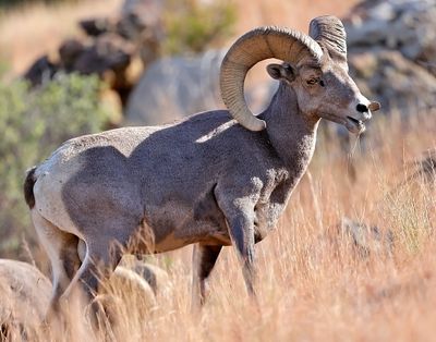 Bighorn Sheep