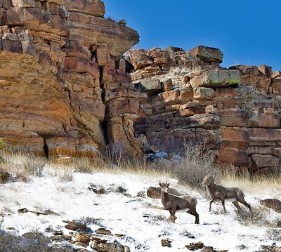 Bighorn Sheep