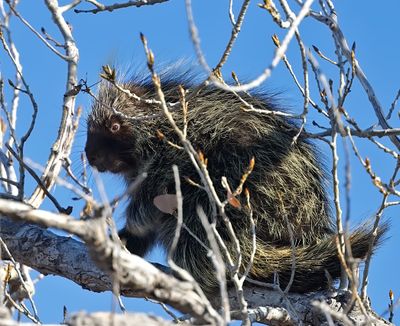 Porcupine