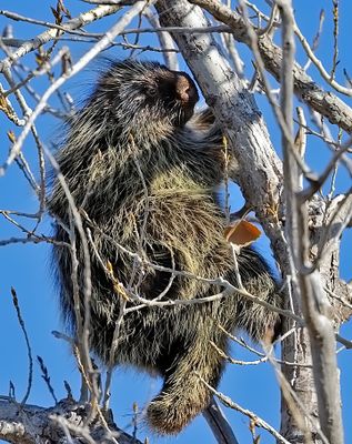 Porcupine