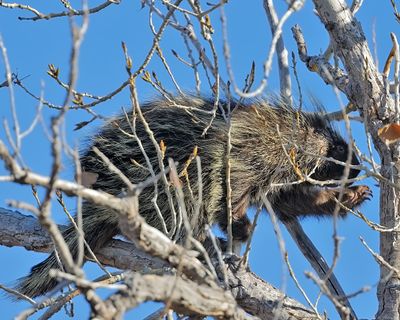 Porcupine