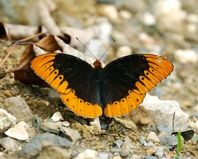 Butterflies & Insects