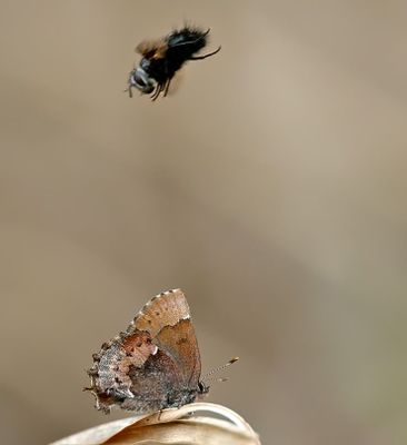 Butterflies