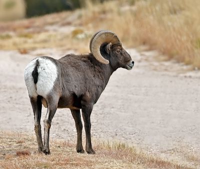 Bighorn Sheep